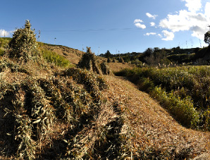 静岡の茶草場農法