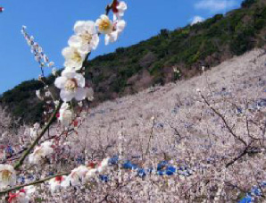 みなべ・田辺の梅システム