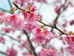 掛川城下の桜