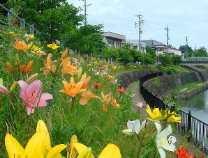 掛川城下のゆり