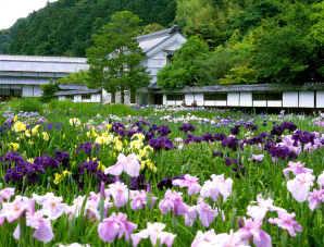 加茂荘の花菖蒲