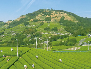 東山の茶園