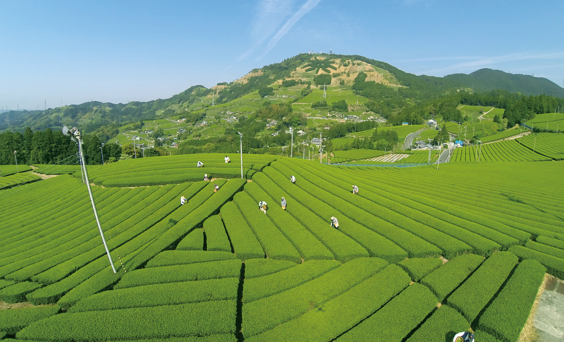 掛川、茶畑、ドローン