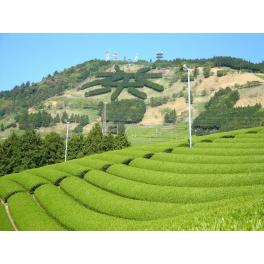 世界農業遺産「静岡の茶草場農法」ビジネスアイデアプランコンテストが実施されます