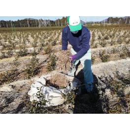 茶草場作業ボランティアによる茶草場農法作業