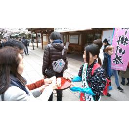 桜が咲き誇る靖国神社で掛川茶を振る舞いました
