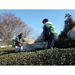 茶草場農法のお手伝いをしていただきました